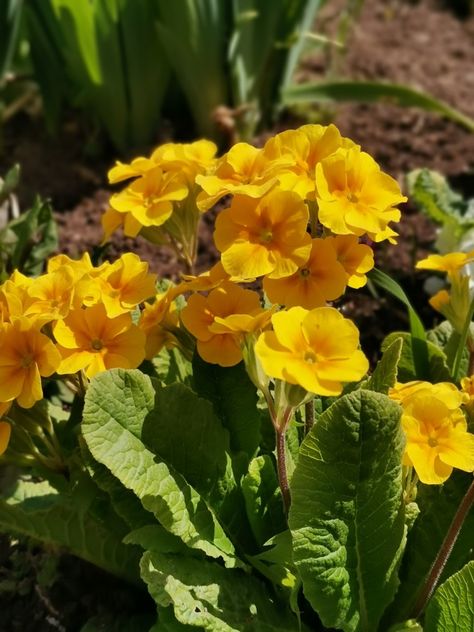 yellow primrose Yellow Primrose Flower, Cut Flower Garden For Beginners, Flower Garden For Beginners, Yellow Primrose, Garden For Beginners, Primrose Flower, Sweet Autumn Clematis, Autumn Clematis, Flower Lei