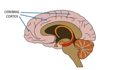 Cerebral Cortex Brain, Frontal Lobe Function, Embryonic Development, Cerebral Cortex, Frontal Lobe, Brain Anatomy, Proper Hygiene, Biomedical Engineering, Human Brain