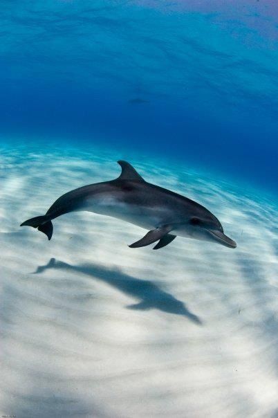 Dolphin Images, Dolphin Photos, Glory Be, Wild Animals Pictures, Underwater Animals, A Dolphin, Beautiful Sea Creatures, Water Animals, Marine Animals