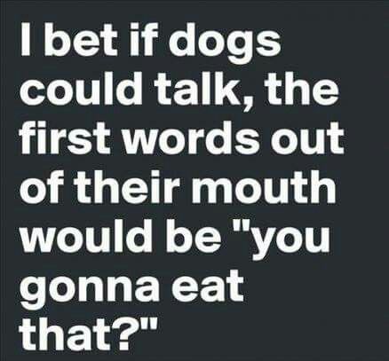 If Dogs Could Talk, Fun Sayings, Talking Quotes, Word Out, Dog Quotes, A Quote, Bones Funny, Image Quotes, The Words