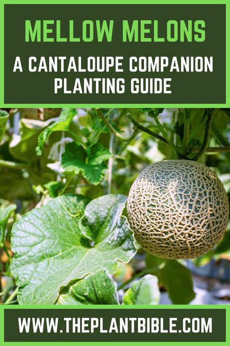 Cantaloupe Companion Planting Cantaloupe Companion Planting, Melon Companion Planting, Cantelope Melon, Planting Cantaloupe, Companion Planting Guide, Companion Planting Chart, Canteloupe, Companion Gardening, Watermelon Plant