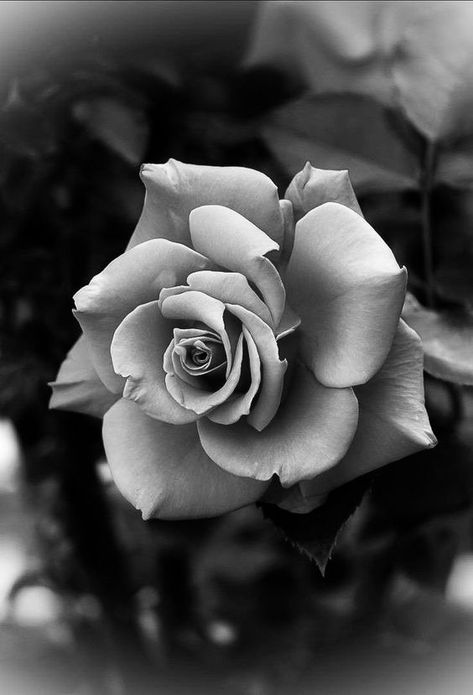 Flower Tattoos Rose, Rose Reference, Realistic Rose Tattoo, Black And Grey Rose, Tattoos Rose, Rose Flower Tattoos, Rose Drawing Tattoo, Rose Flower Photos, Black And White Roses