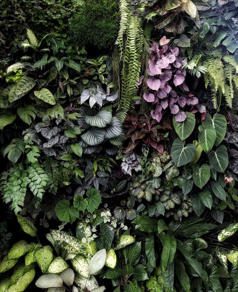 Indoor Vertical Garden Wall, Vertical Garden Wall Outdoors, Vertikal Garden, Vertical Garden Plants, Wall Plants, Vertical Garden Indoor, Vertical Garden Design, Tropical Garden Design, Jungle Gardens