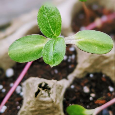 Starting Sunflower Seeds Indoors - 7 Easy Steps - Bunny's Garden Growing Sunflowers From Seed, Sunflower Seedlings, Types Of Sunflowers, Growing Sunflowers, Planting Sunflowers, Pole Beans, Sunflower Garden, Climbing Plants, Seed Starting