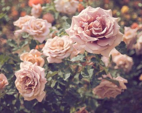 Rose Absolute, Flowers Photography Wallpaper, Trendy Flowers, Floral Wall Decor, Inspirational Wallpapers, Photography Wallpaper, Floral Wall Art, Ootd Outfit, Vintage Photography