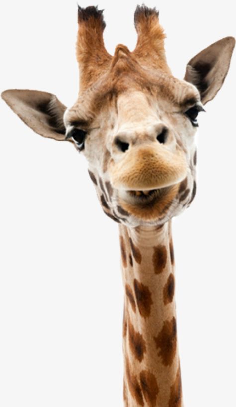 giraffe clipart,yellowish brown,long neck,legs,headshot,spot,lovely,yellowish,brown,long,neck,front clipart Family Photos With Dogs, Geometric Wallpaper Iphone, Feather Background, Giraffe Pictures, Family Photos With Baby, Photos With Dog, Costumes For Teens, Background Ideas, Dogs And Kids