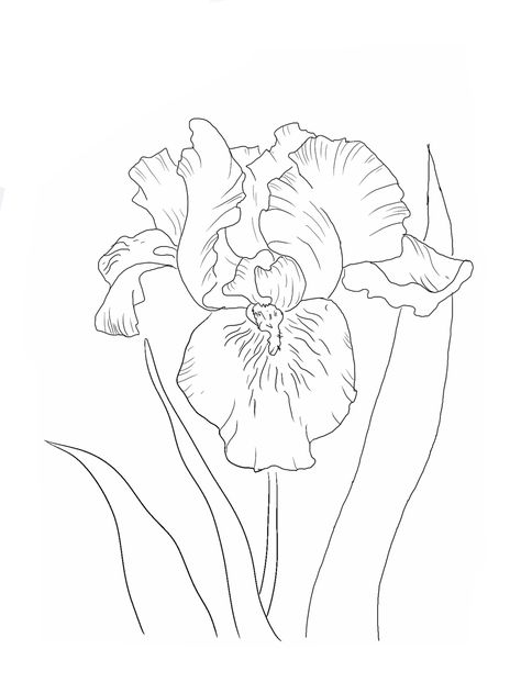 Iris Outline, Iris Sketch, 2024 Watercolor, Floral Outlines, Iris Drawing, Purple Iris Flowers, Beautiful Paintings Of Nature, Louisiana Iris, Van Gogh Irises