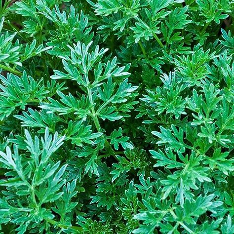 Amazon.com : 1000+ Non-GMO Citronella Plant Seeds for Planting - Heirloom Citronella Carpet Creeping Grass Seeds Planting Garden Home (Made in The US) : Patio, Lawn & Garden Citronella Plant, Seeds Planting, Patio Container Gardening, Mosquito Plants, Planting Garden, Lavender Herb, Fragrant Garden, Mosquito Repelling Plants, Rose Seeds