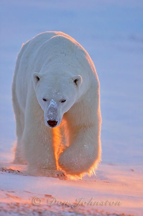 Regard Animal, Urs Polar, Snow Bear, Baby Polar Bears, Cute Polar Bear, Winter Animals, Majestic Animals, Bear Art, Animal Planet