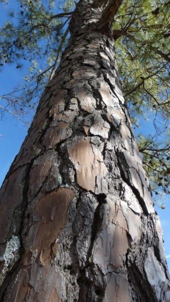 Pine Tree Sapling, Japanese Black Pine Tree, Tree Reference, Types Of Pine Trees, Tree Lady, Loblolly Pine, Bristlecone Pine Tree, Shakespeare Garden, Trees Top View