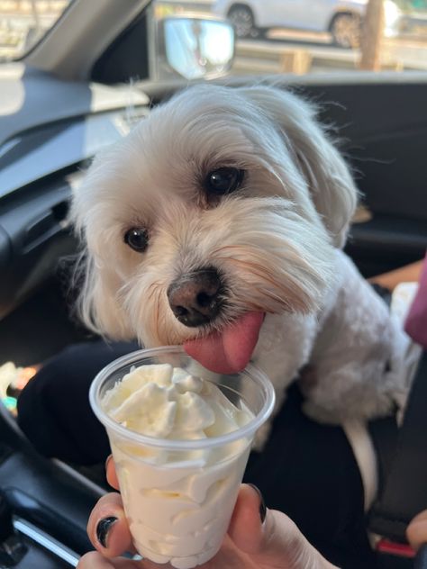 Cute dog 
Cute pet 
Dog 
Puppy 
Pup cup 
Starbucks Pup Cups, Coconut Summer, Pup Cup, Lucy Score, Cafe Idea, Preppy Dog, Puppy Pics, Dog Cafe, Small Town Romance