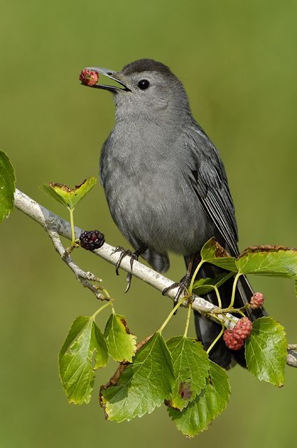 Gray Catbird, Northern Mockingbird, American Birds, Bird Illustrations, Hope Is The Thing With Feathers, Bird Identification, Song Birds, Bird Feeding, Bird Paintings