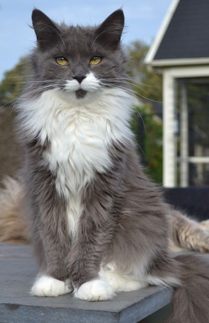 Tabby Mainecoon Cat, Singapura Cat, Mainecoon Cat, Söt Katt, Forest Cat, Norwegian Forest Cat, Cute Cats And Kittens, Beautiful Cat, Pretty Cats