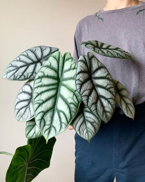 Plant Bench, Alocasia Baginda, Alocasia Silver Dragon, Alocasia Dragon Scale, Alocasia Plant, Plant Parent, Philodendron Monstera, Inside Plants, Terrarium Plants