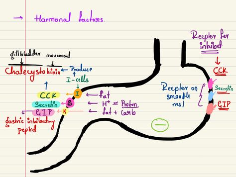 Notes Goodnotes, Medical Notes, Medical School Essentials, School Essentials, Medical School, Anatomy, Medical, Human, Quick Saves