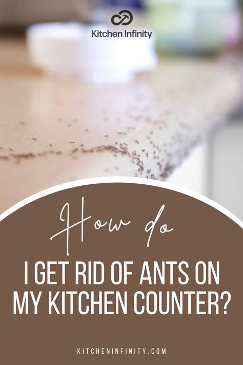 It happens to the best of us. You're tired of seeing ants crawling all over your kitchen counter. It's gross and you don't know what to do about it. It’s time to get rid of those nasty little ants in no time with these simple steps that will keep them away for good. In this article, we’ll review some great tips on how to get rid of ants in your kitchen, so you can have a clean and safe place to cook again. Let's get right into it. | Housekeeping Tips | Kitchen Cleaning Hacks | Kitchen Infinity Rid Ants In Kitchen, How To Get Rid Of Small Ants In Kitchen, Ants In Kitchen Get Rid Of, Tiny Ants Get Rid Of, Getting Rid Of Ants In Kitchen, Small Ants How To Get Rid Of, Best Way To Get Rid Of Ants, How To Get Rid Of Tiny Ants In Kitchen, How To Get Rid Of Tiny Ants