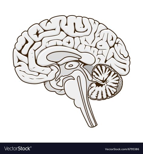 Structure Of Human Brain, Brain Sections, Brain Illustration, Medical Stickers, Brain Structure, Human Organ, Educational Illustration, Brain Art, Brain Stem