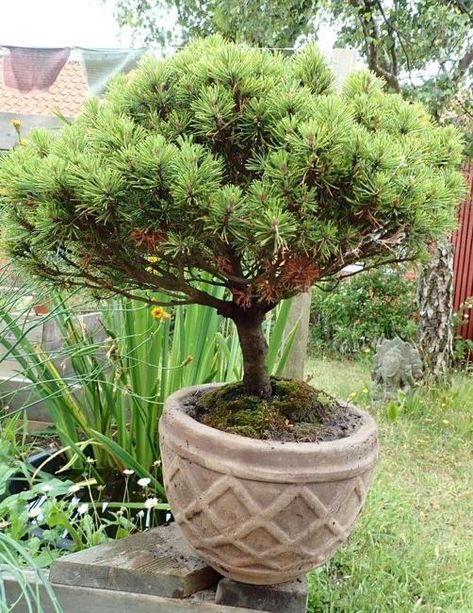 Trees For Pots, Mugo Pine, Hydrangea Tree, Patio Trees, Lilac Tree, Small Patio Garden, Crabapple Tree, Budget Garden, Japanese Maple Tree