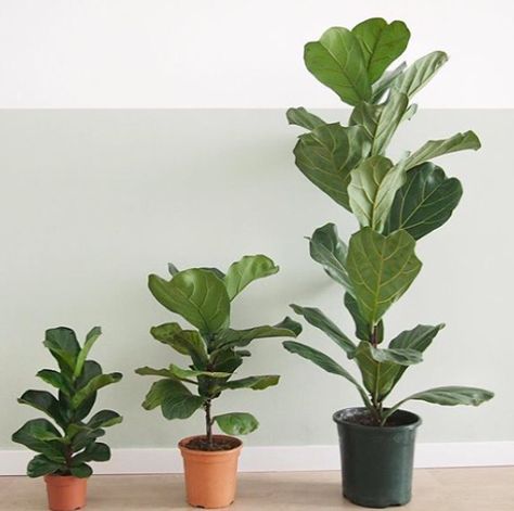 Easy Houseplants, Plant Journal, Ficus Lyrata, Indoor Plant Care, Best Indoor Plants, Garden Bulbs, Garden Help, Houseplants Indoor, Office Plants