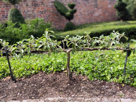 Stepover Apple Tree, Step Over Fruit Trees, Backyard Permaculture, Espalier Trees, Pruning Apple Trees, Veggies Garden, Apple Plant, Espalier Fruit Trees, Hampton Court Palace Gardens