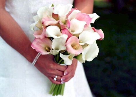 White Calla Lily Wedding Bouquet, Calla Lillies Wedding, Calla Lily Wedding Cake, Calla Lily Wedding Flowers, White Calla Lily Bouquet, Calla Lily Bridal Bouquet, Pink Calla Lilies, Calla Lily Bouquet Wedding, Calla Lily Bridal