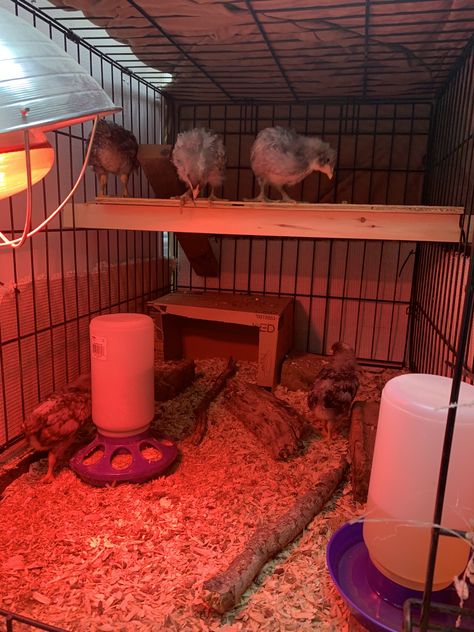 Chicks House Ideas, Baby Chick Brooder Diy, Easy Diy Chicken Brooder, Dog Crate Brooder, Indoor Chicken Brooder, Chick Brooder Toys, Dog Crate Chicken Brooder, Chick Brooder Setup, Diy Brooder Box Baby Chicks