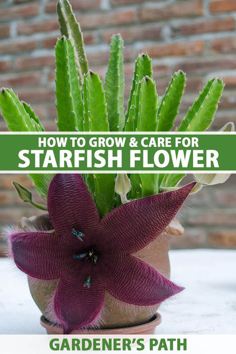 With large, fascinating blooms, starfish flower aka carrion flower is one of the stars of the horticulture world. These succulents have a simple care routine, are fast growers, and aren’t stingy with their blooms. Learn to grow and care for starfish flower now on Gardener’s Path. #starfishflower #succulents #gardenerspath Starfish Cactus, Star Cactus, Carrion Flower, Special Plants, Blooming Succulents, Flower Cactus, Cactus Care, Blooming Cactus, Succulent Soil