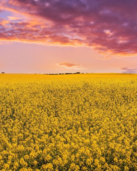 Sunsets and canola fields as far as the eye can see in Mildura 📸 via IG/jacintaleephotography Brianna Aesthetic, Canola Flower, Canola Field, Romanticising Life, Drone Technology, Download Background, Evening Sky, Fields Photography, Flower Field