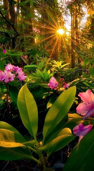 Beautiful Sunrise Wallpaper, Natural Morning, Sunrise Wallpaper, World Most Beautiful Place, Matka Natura, Mountain Forest, Wallpaper Nature Flowers, Flower Background Wallpaper, Beautiful Places Nature