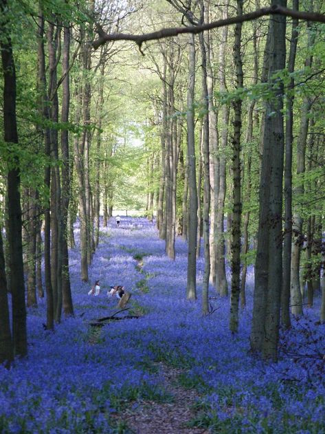 English Bluebells, Spanish Bluebells, Wild Bluebell, Blue Bell Flowers, Victorian Garden, The Fairy, Little Flowers, Amazing Nature, Beautiful Gardens