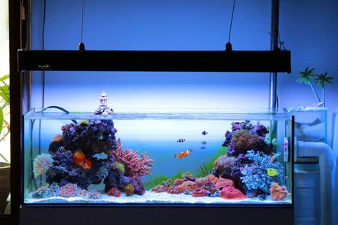 shallow tank Shallow Reef Tank, Reef Aquascaping, Seahorse Tank, Underwater Garden, Saltwater Aquariums, Reef Tanks, Marine Tank, Aquarium Ideas, Bay Boats