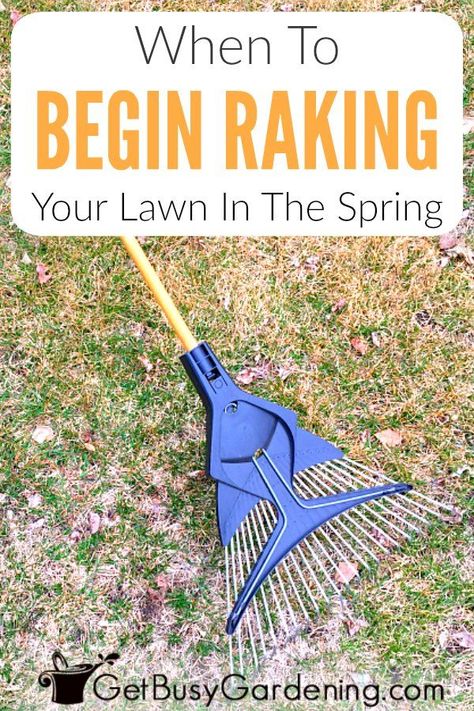 Raking the lawn too early in the spring can cause damage. It’s best to wait until the ground has thawed and your lawn begins to come out of dormancy before you start to rake grass in spring… More Spring Lawn Care For Beginners, Spring Cleaning Yard, Softball Pics, Spring Lawn Care, Fall Lawn, Spring Clean Up, Summer Gardening, Growing Grass, Diy Lawn