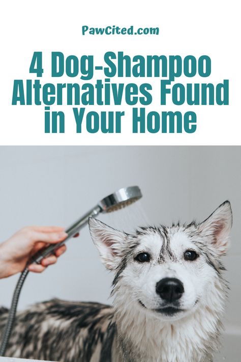 Diy Deshedding Dog Shampoo, Dog Mange, Diy Dog Shampoo, Homemade Dog Shampoo, Best Dog Shampoo, Stinky Dog, Dog Spray, Dog Soap, Expensive Dogs