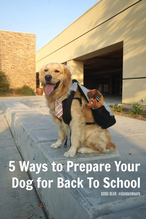 Prepare Your Dog For Back to School Dog Park Etiquette, School Photoshoot, Special Animals, First Day Of School Pictures, Puppy School, Back To School Pictures, Basic Dog Training, Dog School, Dog Photoshoot