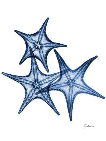 size: 12x9in Art Print: Blue Trio Starfish by Albert Koetsier : Dorm Artwork, Blues Music Poster, Starfish Art, Danish Pastel Aesthetic, Albert Koetsier, Flower Market Poster, Posters Wall Art, Blue Poster, Wallpaper Stickers