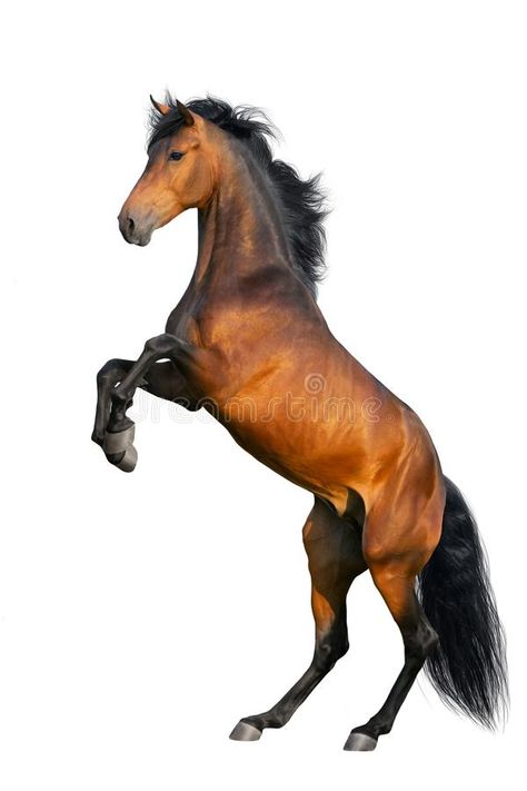 Bay horse rearing up. Isolated on white background #Sponsored , #sponsored, #sponsored, #horse, #background, #white, #Bay Detroit Lions Wallpaper, Diy Door Knobs, Hyperrealism Paintings, Dibujos Toy Story, Horse Rearing, Buy A Horse, Bay Horse, Lion Wallpaper, Batman Wallpaper