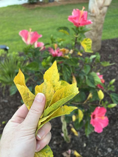 Hibiscus Plant Care Potted, Caring For Hibiscus Plants, Hibiscus Leaves Turning Yellow, Potted Hibiscus Plant, Pruning Hibiscus Plants, Hibiscus Care Outdoors, Hibiscus Trees In Pots, Hardy Hibiscus Care, Hibiscus Landscaping