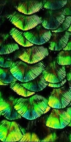 Pearl-Nautilus Foto Macro, Green Feathers, Yellow Feathers, Green Collection, Foto Art, Patterns In Nature, Color Of Life, Color Textures, Green Aesthetic