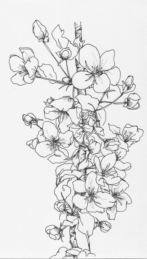 Crab Apple Branch - 5/31/16 - esolomon Crab Apple Blossom Tattoo, Crab Apple Tattoo, Crab Apple Flower, Apple Blossom Tattoos, Apple Tree Drawing, Apple Branch, Apple Tree Flowers, Cherry Blossom Pictures, Apple Flowers