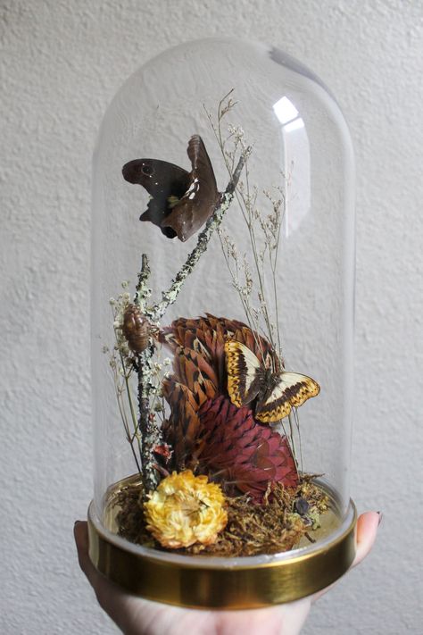 Bug Taxidermy, Oddities Decor, Garden Cloche, Cloche Decor, Taxidermy Decor, Glass Dome Cloche, Butterfly Taxidermy, Cloche Domes, Glass Dome Display