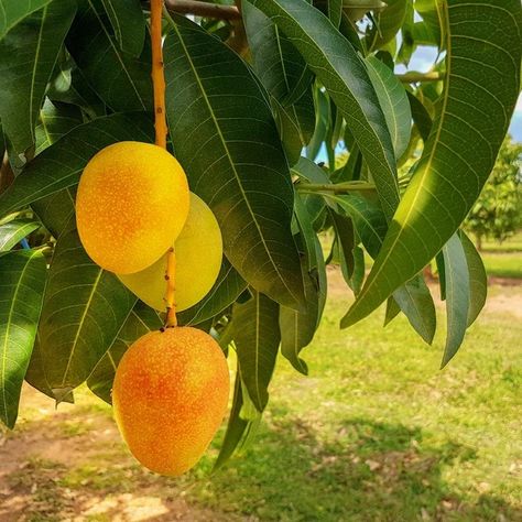 Alphonso Mango Trees for Sale– FastGrowingTrees.com Mango Fruta, Alphonso Mango, Fruit Bearing Trees, Mango Fruit, Mango Tree, Ripe Fruit, Fast Growing Trees, Fruit Vegetables, Organic Fertilizer