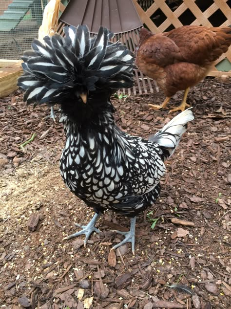 Silver Laced Polish Chickens, Exotic Chickens, Polish Hen, Pet Chickens Breeds, Polish Chickens, Polish Chicken, Bantam Chickens, Chicken Pictures, Fancy Chickens