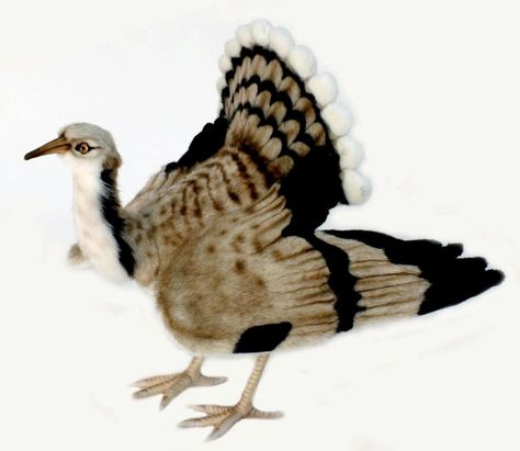 Houbara Bustard  5419 Houbara Bustard, Bustard Bird, Bird Stuffed Animal, Black Crow, Like Animals, Exotic Birds, Unisex Baby Clothes, Outdoor Lounge Furniture, Plush Animals