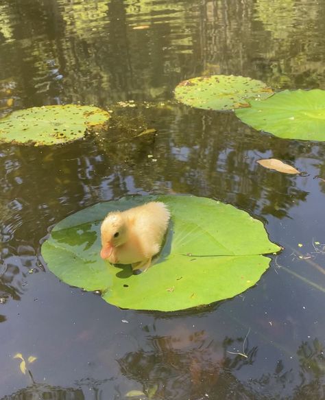 motherthemountain Duck Breeds, Duck Pictures, Pet Ducks, Cute Ducklings, Funny Duck, Cute Animal Drawings Kawaii, Baby Ducks, Funny Birds, Haiwan Peliharaan