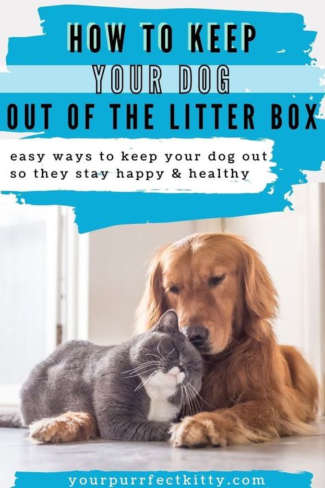 how to keep dog out of litter box Cat Litter Box Dog Proof, Diy Dog Proof Litter Box Ideas, Cat Litter Box Ideas To Keep Dogs Out, Keep Dog Out Of Cat Litter, Keeping Dog Out Of Cat Litter, How To Keep Dogs Out Of Cat Litter, Dog Proof Cat Litter Boxes, Where To Put Cat Litter Boxes, Dog Proof Litter Box Ideas