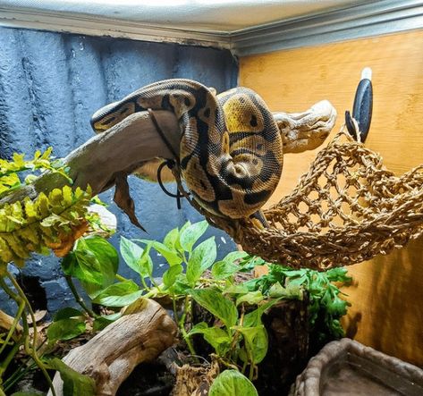 40 Gallon Snake Enclosure, Snake Cage Aesthetic, Ball Python Enrichment Ideas, Ball Python Tub Setup, Hall Python Enclosure, 4x2x2 Ball Python Enclosure, Burmese Python Enclosure, Ball Python Tank Set Up, Bioactive Ball Python Enclosure