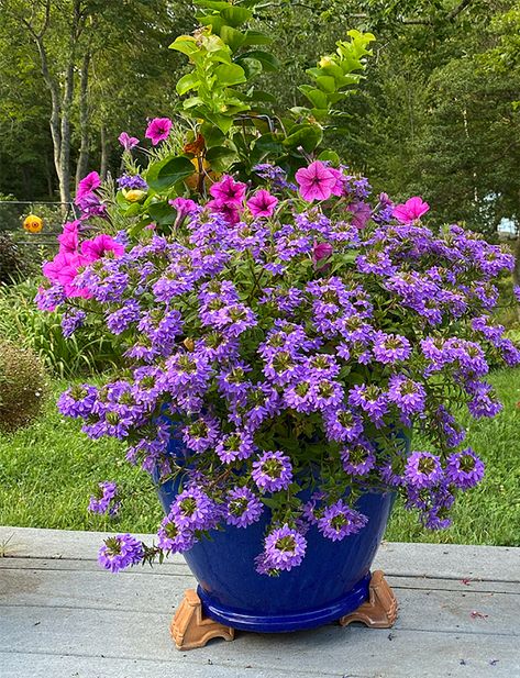 scaevola in pot Scaevola Flower, Scaevola Aemula, Mandevilla Vine, Good Morning Animated Images, Fan Flower, Gardening Zones, Good Morning Animation, Perennial Garden, Bedding Plants