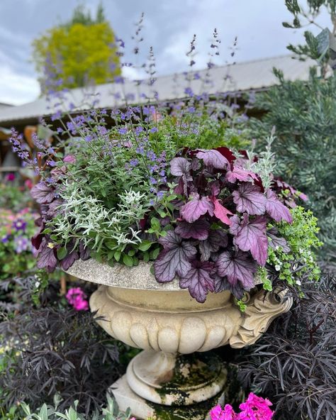 Inspiring Container Plantings - FineGardening Purple Flower Container Ideas, Purple Container Garden, Flowers In Metal Containers, Cosmos Container Garden, Mixed Houseplant Container, Tall Ornamental Grasses, Black Mondo Grass, Fine Gardening Magazine, Goth Garden