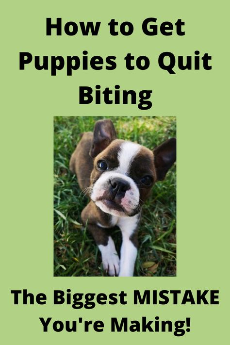 How To Get Puppies To Stop Biting, Puppy Biting Tips, How To Train A Boxer Puppy, How To Get A Puppy To Stop Biting, How To Get Your Puppy To Stop Biting You, How To Stop Puppies From Biting, How To Stop Puppy Biting, How To Train A Puppy Not To Bite, How To Stop A Puppy From Biting