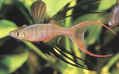 Threadfin Rainbowfish, Common Goldfish, Schooling Fish, Fish Chart, Large Fish Tanks, Tropical Freshwater Fish, Water Creatures, Discus Fish, Freshwater Aquarium Fish